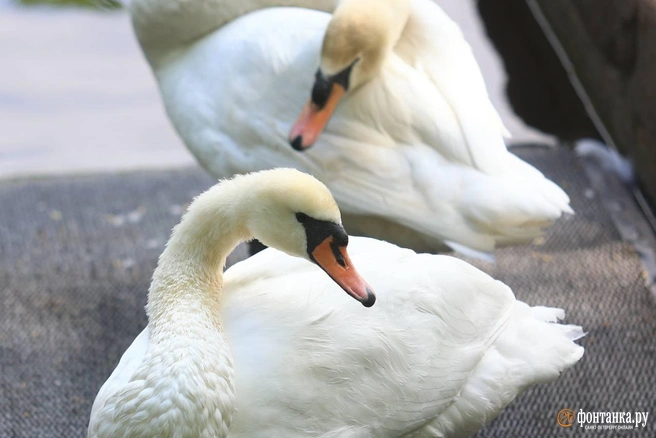 Любаву и Елисея перевезли в Летний сад в специальных «мешках». Видно, какие они огромные | Источник: Сергей Михайличенко / «Фонтанка.ру»