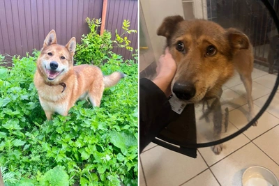 Лайку Лаки, «ходячего мема», ищут дом в Нижнем Новгороде