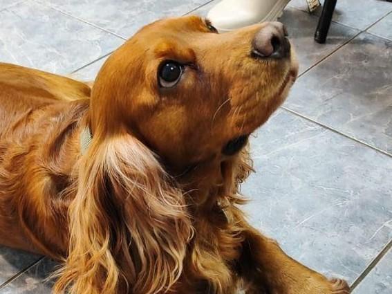 Спаниель Вольт тайком проглотил швейную иглу, но его выдала скромно торчавшая нитка | Источник: «Моя Ветклининка»