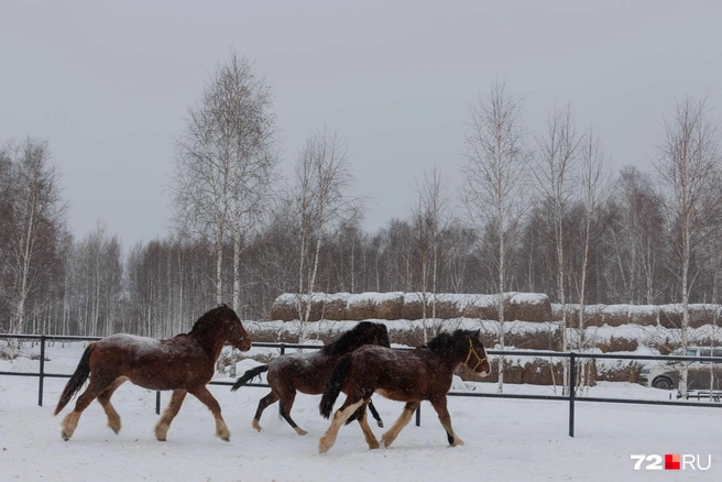 Вы знали, что под Тюменью есть дом-музей лошадей? Он уникален, ведь здесь собраны все русские породы лошадей | Источник: Ирина Шарова / 72.RU