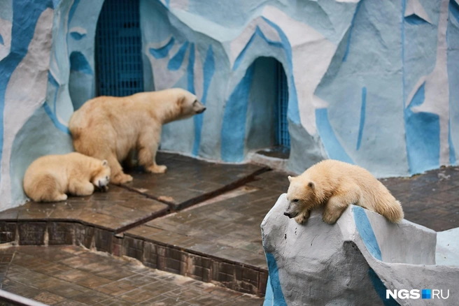 Зоопарк новосибирск цены на 2024