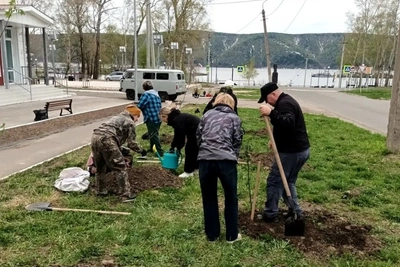 Активисты высадили аллею на набережной Николаевска-на-Амуре
