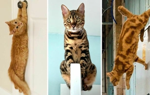 Ходят по потолку и летают в воздухе: 30 кошек, которые нарушили все законы физики — смешные фото