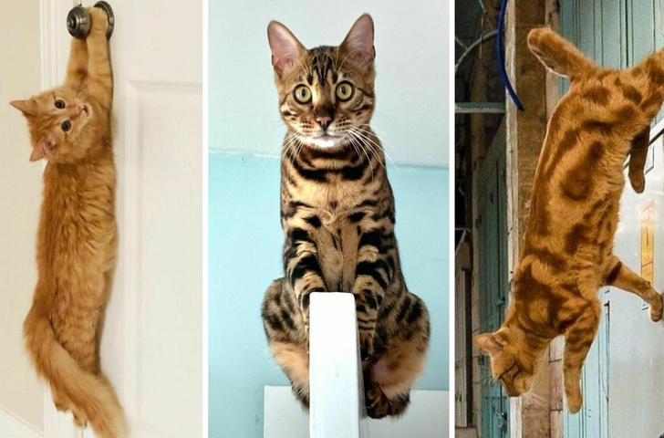 Ходят по потолку и летают в воздухе: 30 кошек, которые нарушили все законы физики — смешные фото