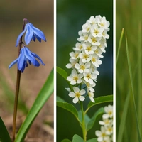 Вы россиянин или так, мимо проходили? Соотнесите растения с родными регионами