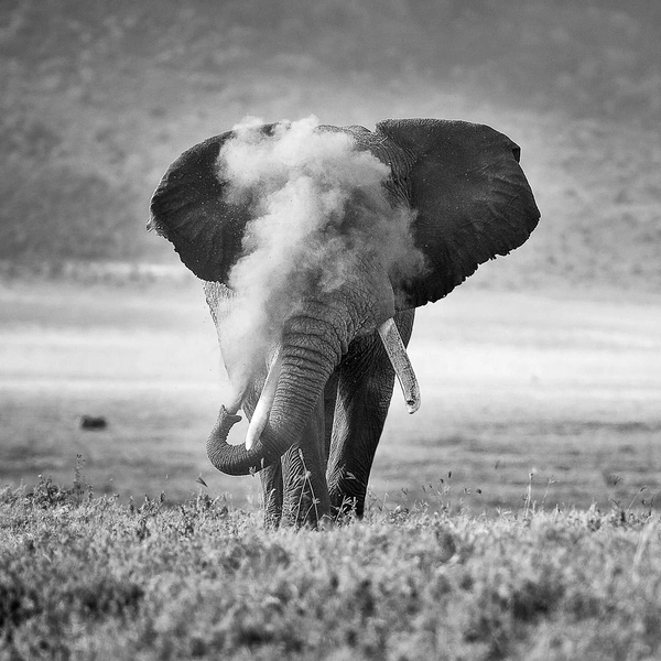 Источник: Nature TTL Photographer of the Year