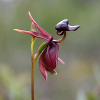 Аватарка Goga