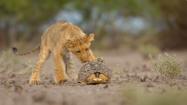 Источник: Jens Kullmann / GDT Nature Photographer of the Year 2025