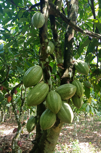 Фото №7 - Что такое CocoaLife, или Почему важно знать, как на самом деле выращивается какао