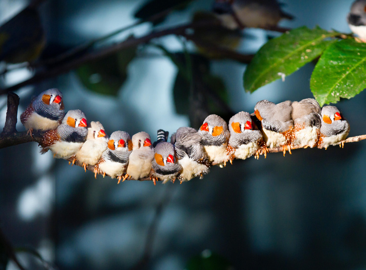 Городской шум помешал птенцам учиться петь