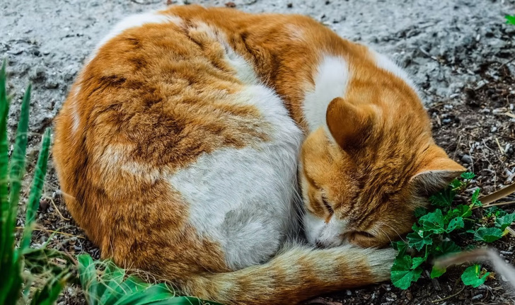 Фото №1 - Что значит поза, в которой спит твоя кошка (7 поз)