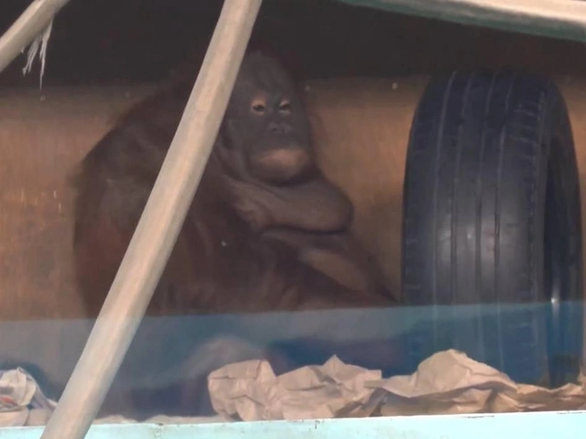 Мишель стала мамой около двух месяцев назад | Источник: Сергей Ильтяков / vk.com