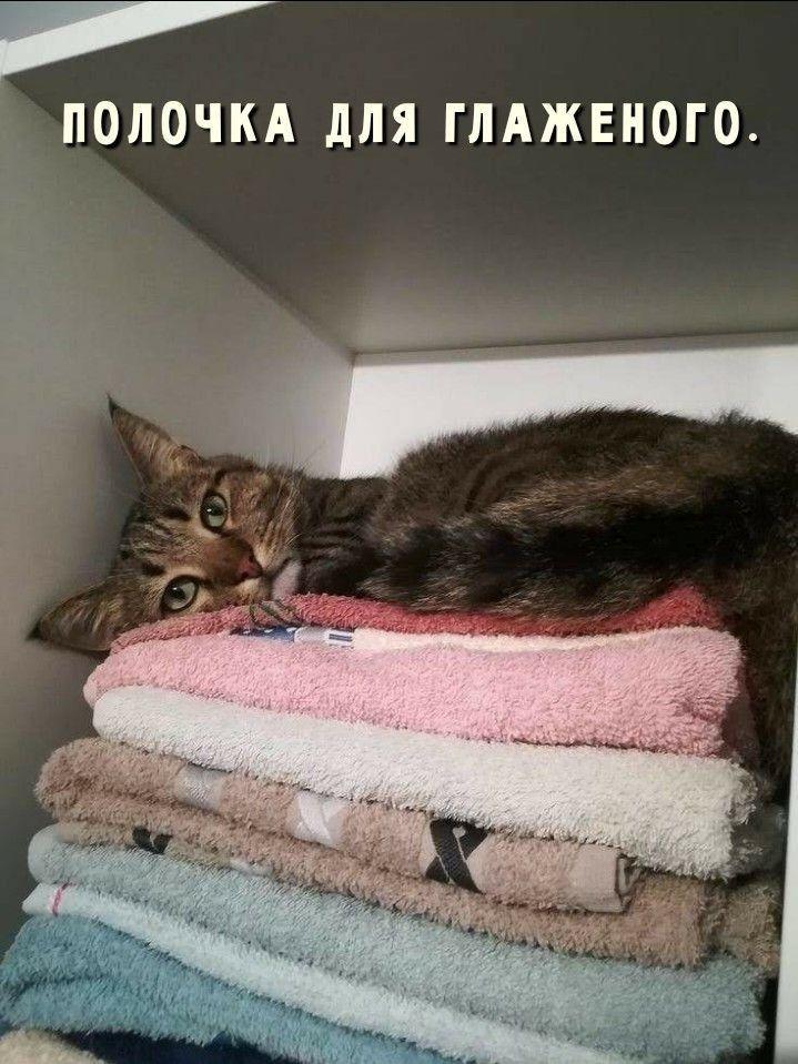 Коты и юмор :-) Здравствуйте, уважаемые, Приятного, времени, суток