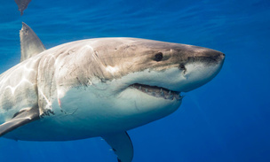Раскрыто убийство белой акулы: кто и зачем осмелился напасть на жестокого хищника?