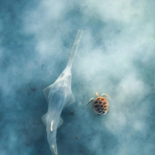Финалист в номинации «Дикая природа» | Источник: Matt Deakin / Drone Photo Awards 2025