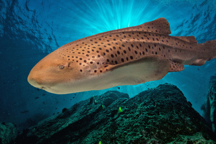 40 диких фактов об акулах, которые знают далеко не все