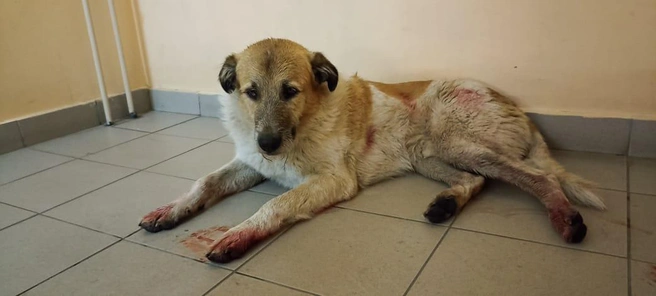 Собака в крови пришла в УК за помощью | Источник: читатель НГС