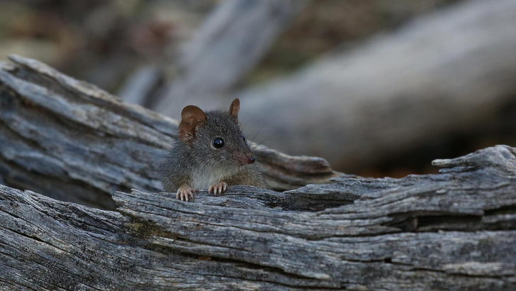 Живи быстро, умри молодым: ради чего самцы сумчатой мыши отказываются от сна и гибнут в возрасте года?