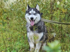 Маленькие сердца, пережившие многое: 400 собачек из приюта «Хаски Хэлп» мечтают о любящей семье