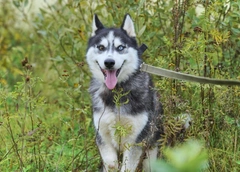 Маленькие сердца, пережившие многое: 400 собачек из приюта «Хаски Хэлп» мечтают о любящей семье