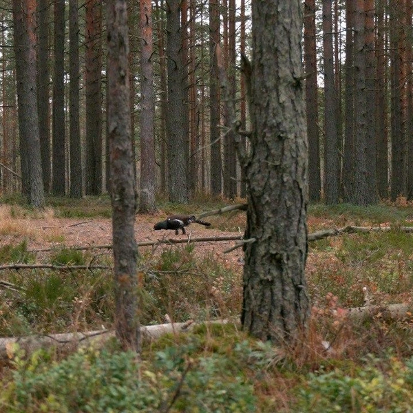 Источник: Павел Глазков / «Каждой твари по паре» 