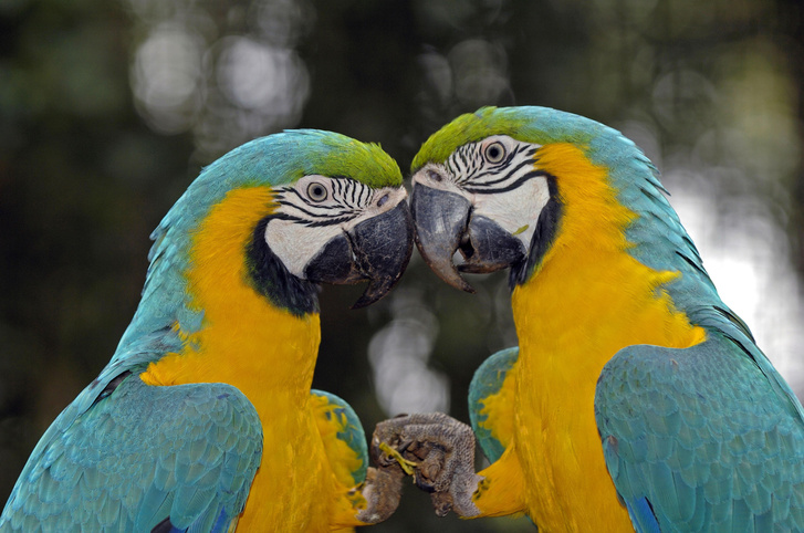 Почему сине-желтые попугаи ара краснеют
