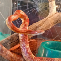 Аватарка Лапа