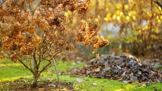 11 советов для ухода за садом осенью