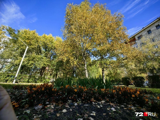 Сквер Изыскателей добавляет зелени к общему виду района | Источник: Павел Красоткин / 72.RU 