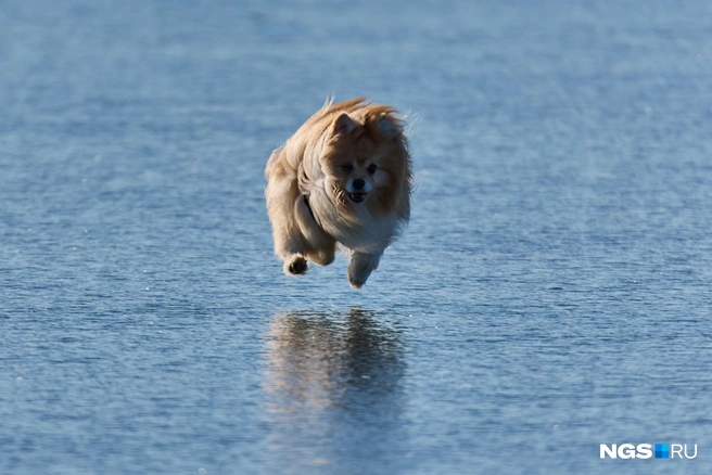 Судя по выражению мордочки, собаку всё устраивает | Источник: Александр Ощепков / NGS.RU