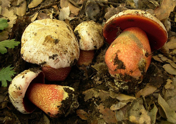 Вешенка, трюфель и мицена: какие грибы в России нельзя выращивать и собирать