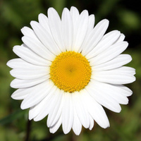 Аватарка Диана Писарева