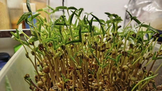 Источник: Юлия Кондинкина