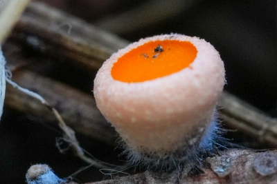 В Алтайском заповеднике нашли первые грибы