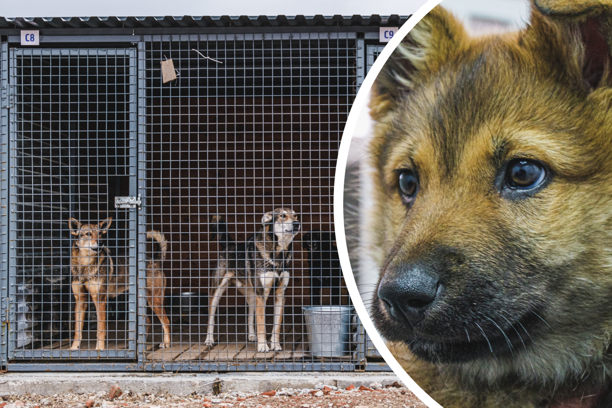 Задача пристраивать собак: как содержат животных в новом приюте за Гайвой  сейчас их не выпускают обратно на улицу