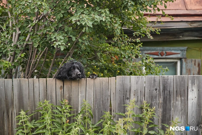 О любой собаке во дворе нужно предупреждать специальной табличкой | Источник: Александр Ощепков / NGS.RU