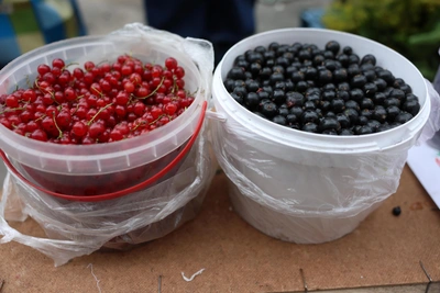 Черная, красная, белая: какая смородина полезнее