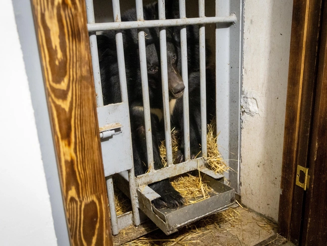 Перед спячкой медведей усиленно кормят для набора жировой массы | Источник: Владислав Лоншаков / E1.RU