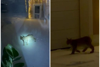 Дикая рысь гуляет по поселку под Екатеринбургом