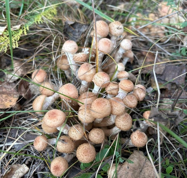 Опята растут на корнях деревьев и старых пнях  | Источник: «Грибы. Грибники Омска и Омской области» / vk.com