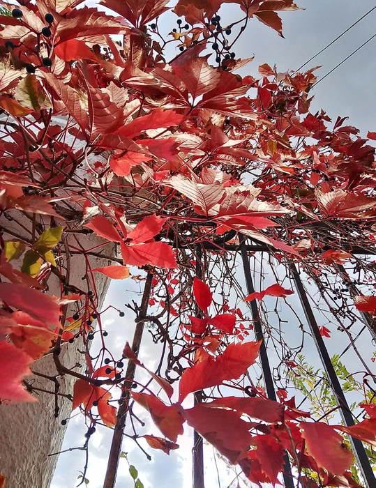 Когда живое побеждает мертвое | Источник: читатели V1.RU