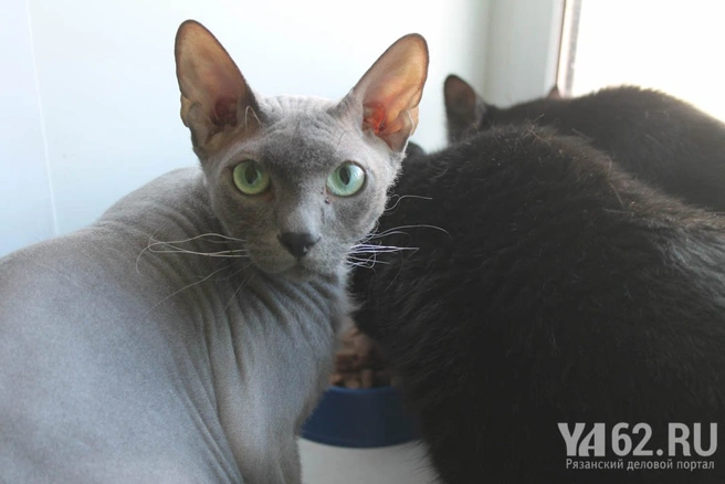 коты Марины Селезневой