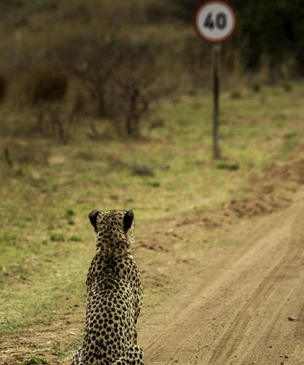Самые смешные фото гепардов за всю историю комического конкурса Comedy Wildlife Photography Awards