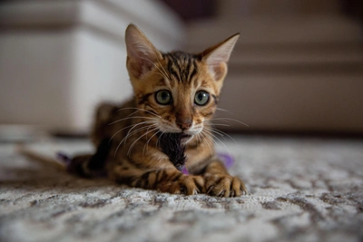 Cat Naming: Simple and Original Examples for Response