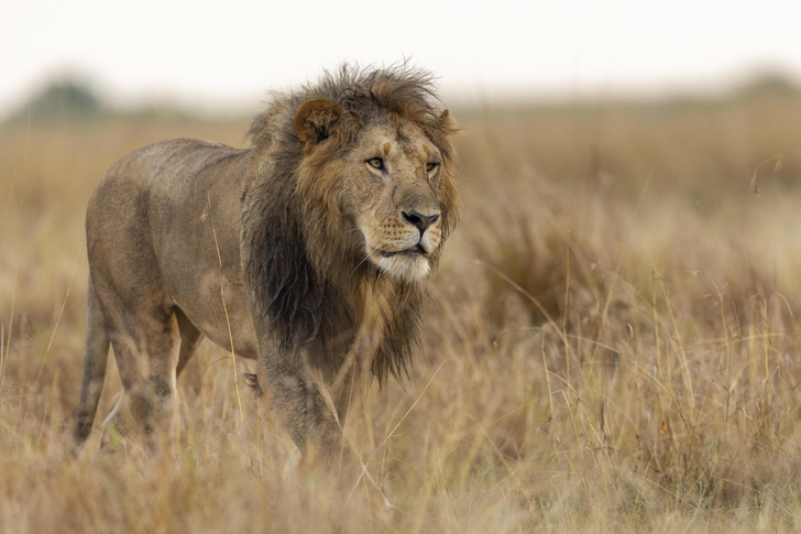 Львиная воля: 10 фактов о царе зверей