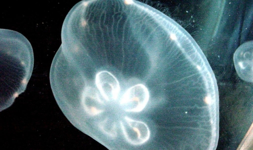 Черноморское побережье Болгарии атаковано медузами