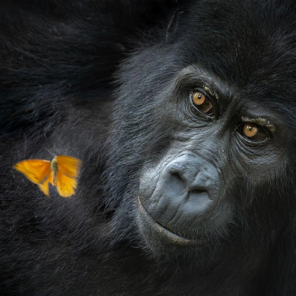 Победитель в номинации «Портрет животного» | Источник: Mary Schrader / Nature Photographer of the Year 2025