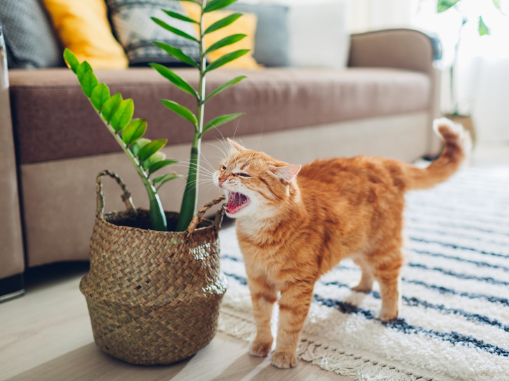 Токсичное соседство: 5 растений, которые могут быть опасны для домашних животных