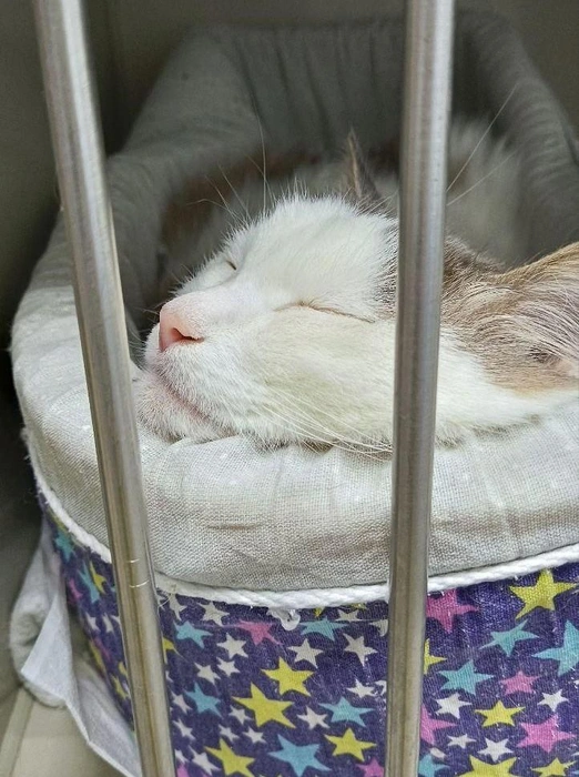 Кот Серафим отбирал плед у соседей | Источник: Анастасия