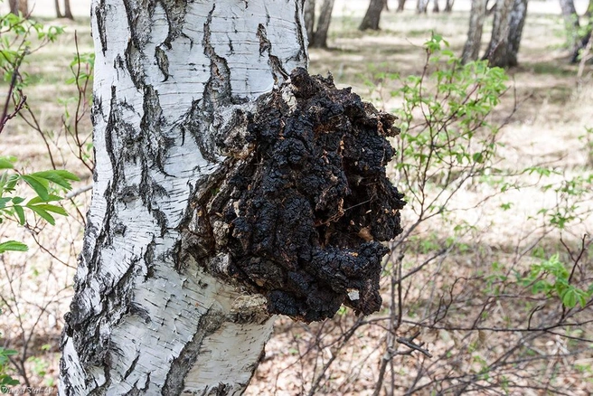 Чагу для настоек нужно собирать в молодом виде | Источник: mycology.su